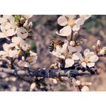      ,       spring  flower  bee  russia  arsenyev
